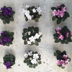 Meet your Posher, Rach